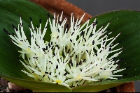 Massonia roggeveldensis hybrid